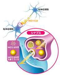 新脳針