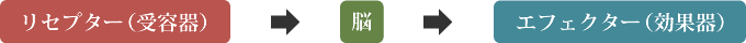 リセプター(受容器)、脳、エフェクター(効果器)