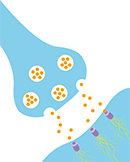 伝達物質受け取り